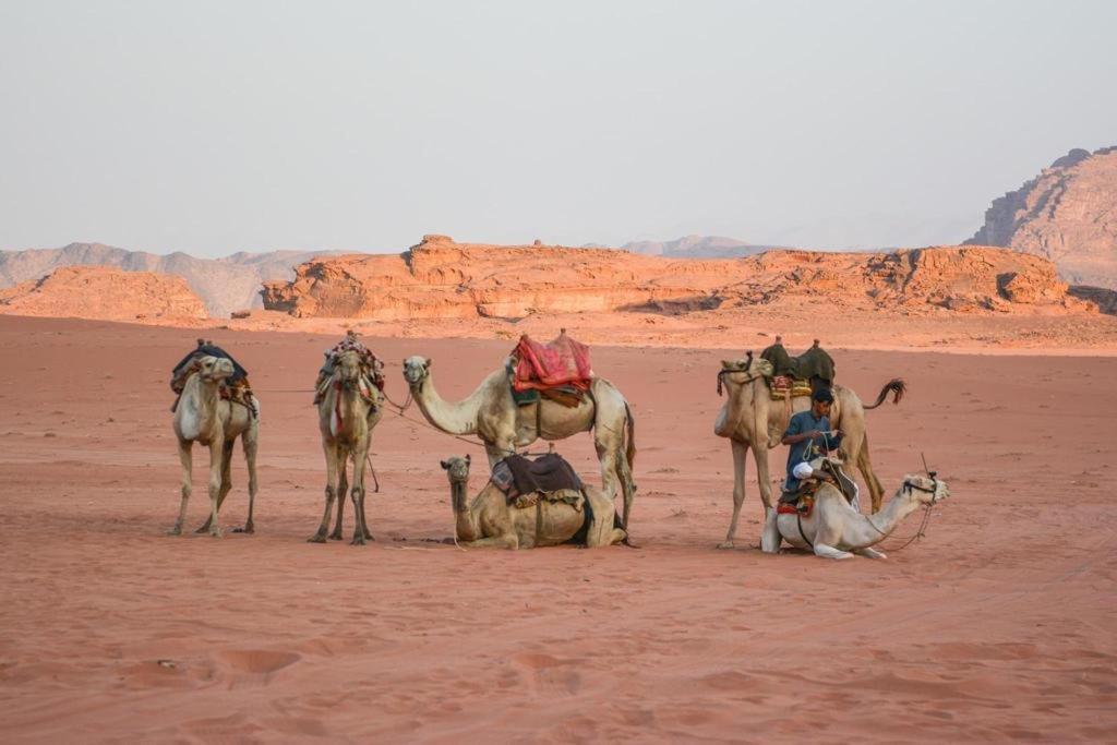 Desert Shine Camp Wadi Rum Eksteriør billede